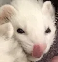 lulu_mlem lulu_mlem