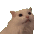 :catmeow: Discord Emote