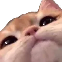 CatBoop