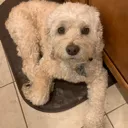 buddy