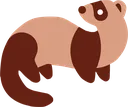 ferret