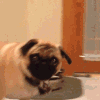 :what: Discord Emote