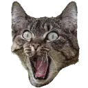 catwoow