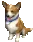 corgi