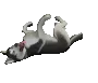 huskyhappy