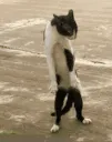 Catstep