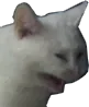 cat_sads