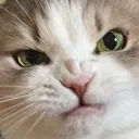 angrycat