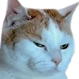 LilleGrumpy LilleGrumpy