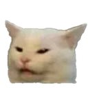 CatWtf