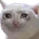 Catsad