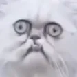 CatDerp CatDerp