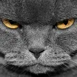 CatAngry