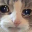 CatSad