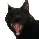 Scream
