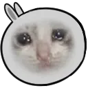 MontyCry