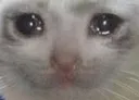 CatSoSad