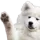 waveboye