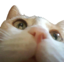 catLurk