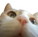 Cat Lurk catlurk Discord Emoji