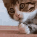 :AjCatOhNo: Discord Emote
