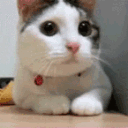 :AjCatNoNo: Discord Emote