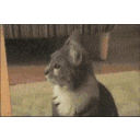 :ajCatLook: Discord Emote
