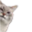 Meme_cat_hidkat Meme_cat_hidkat