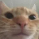 WeirdCat