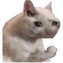 catsadbutstrong Discord Emoji