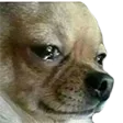 DogSad
