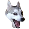 DogChamp