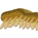 C1_cheemsLONG3