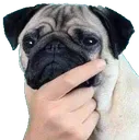 dogThink