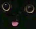 kitty kitty