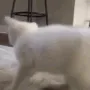 sadcat_dance2