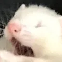 lulu_screm