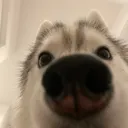 MiiBoop