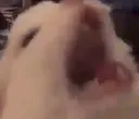 cat_2