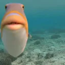 FishFace FishFace