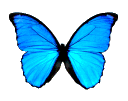 rainbowbutterfly