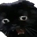 catbruh catbruh