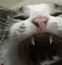 buffedcat
