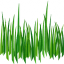grass grass