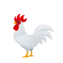 rooster rooster