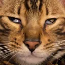 DexDerp