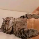 eBKsleepykitty