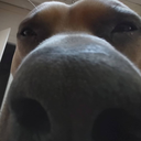 sniff Discord emoji