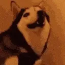 bork