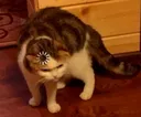 loadingcat loadingcat